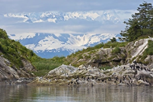 Images Dated 17th July 2012: USA, Alaska, Glacier Bay National Park. Cormorants on rocks