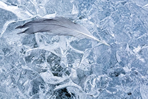 Images Dated 18th July 2012: USA, Alaska, Glacier Bay National Park. Gull feather on ice of McBride Glacier. Credit as
