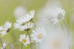 Images Dated 22nd July 2012: USA, Alaska, Glacier Bay National Park. Close-up of Arctic daisies in Dundas Bay
