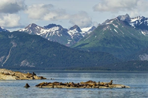 USA, Alaska, Glacier Bay National Park. Stellars sea lions resting. Credit as
