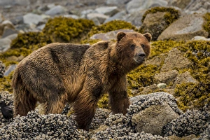 Images Dated 4th July 2013: USA, Alaska, Glacier Bay National Park. Brown bear on beach