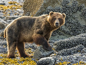 USA, Alaska, Glacier Bay National Park. Brown bear on beach