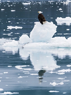 USA, Alaska, Glacier Bay National Park. Bald eagle on iceberg