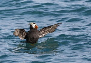 USA, Alaska, Glacier Bay National Park. Tufted puffin in water