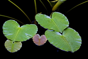 Images Dated 5th July 2013: USA, Alaska, Glacier Bay National Park. Leaves of yellow pond lily in Dundas Bay