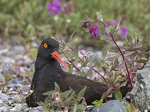 Images Dated 2nd July 2013: USA, Alaska, Glacier Bay National Park. Black oyster catcher bird and flowers. Credit as