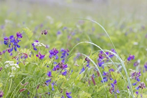 Images Dated 5th July 2013: USA, Alaska, Glacier Bay National Park. Wildflowers in meadow