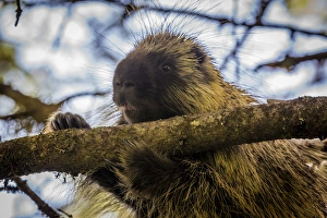 Images Dated 4th July 2013: USA, Alaska, Glacier Bay National Park. Porcupine in a tree