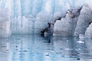 Images Dated 17th July 2011: USA, Alaska, Glacier Bay National Park. Close-up of Margerie Glacier