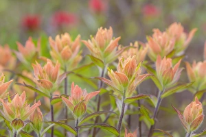 Images Dated 2nd July 2013: USA, Alaska, Glacier Bay National Park. Indian paintbrush flowers