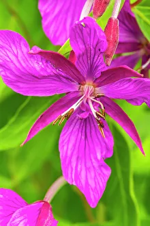 Images Dated 1st June 2023: USA, Alaska, Glacier Bay National Park. Close-up of pink wildflower