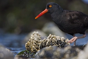 Images Dated 20th May 2008: USA, Alaska, Glacier Bay National Park, Black Oystercatcher, intertidal, barnacles