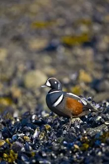 Images Dated 18th May 2007: USA, Alaska, Glacier Bay National Park, Harlequin Duck, male, intertidal, mussels