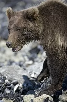 Images Dated 15th August 2007: USA, Alaska, Glacier Bay National Park, Brown (Grizzly) Bear cub (Ursus arctos) looking