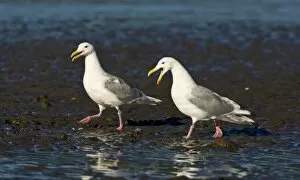 Images Dated 13th August 2007: USA. Alaska. Glacous-winged Gulls at Silver Salmon Creek in Lake Clark NP