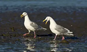 Sea Gull Prints: USA. Alaska. Glacous-winged Gulls at Silver Salmon Creek in Lake Clark NP