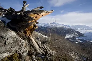Spruce Prints: USA, Alaska, Gnarled spruce tree on summit of Lions Head peak overlooking Matanuska Glacier
