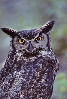 Predatory Prints: USA, Alaska, Great Horned Owl