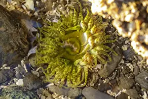 Tide Pool Prints: USA, Alaska. A green and yellow moon glow anemone in a tidepool