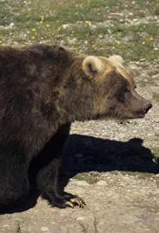 Strength Prints: USA, Alaska, Grizzly Bear, The Alaska Zoo, Anchorage