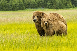Grizzly Prints: USA, Alaska, Grizzly Bear with Cub
