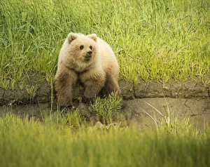 Grizzly Prints: USA, Alaska, Grizzly Bear Cub