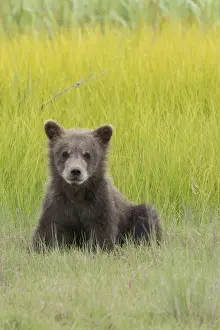 Clark Prints: USA, Alaska. Grizzly bear cub, ursus arctos horribilis, sits in a meadow in Lake