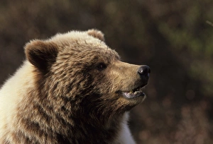 USA, Alaska, Grizzly Bear, Denali National Park