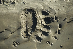 Strength Prints: USA, Alaska, Grizzly Bear Tracks, Denali National Park