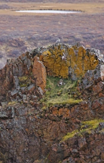 Images Dated 12th September 2005: USA. Alaska. A gyrfalcon perches on a lichen-covered aerie high above Polychrome Pass in Denali NP