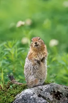 Squirrel Prints: USA, Alaska, Hatcher Pass. Wild arctic ground squirrel sitting on rock