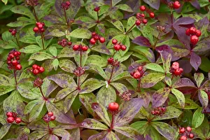 Alaska Prints: USA, Alaska, Hatchers Pass, Bunch Berry (Cornus Canadensis)
