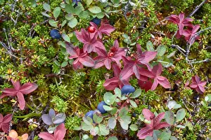 Berry Prints: USA, Alaska, Hatchers Pass. Bunch berry and low-bush blueberry