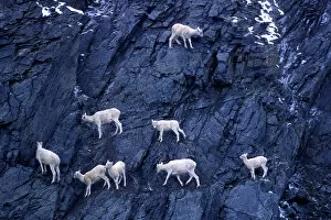 USA, Alaska, Herd of Dalls sheep (Ovis dalli) on steep cliff at Atigun Pass