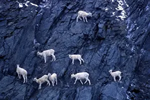 Climb Prints: USA, Alaska, Herd of Dalls sheep (Ovis dalli) on steep cliff at Atigun Pass