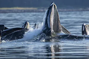 USA, North America, Alaska Prints: USA, Alaska, Herring fish leap trying to flee from Humpback Whales