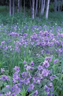 Images Dated 25th February 2004: USA, Alaska, Hillberg Lake Wilderness Wild geraniums and Alaska birch