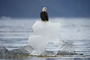 USA, Alaska, Holkham Bay, Bald Eagle (Haliaeetus leucocephalus) sitting on iceberg