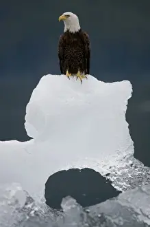 Images Dated 4th July 2007: USA, Alaska, Holkham Bay, Bald Eagle (Haliaeetus leucocephalus) sitting on iceberg