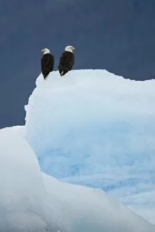 USA, Alaska, Holkham Bay, Bald Eagles (Haliaeetus leucocephalus) on iceberg