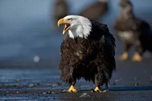 Images Dated 19th March 2005: USA, Alaska, Homer, Bald Eagle (Haliaeetus leucocephalus) calling while standing