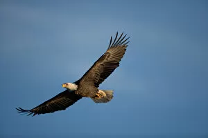 USA, Alaska, Homer, Bald Eagle (Haliaeetus leucocephalus) in flight above Kachemak