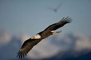 Images Dated 18th March 2005: USA, Alaska, Homer, Bald Eagle (Haliaeetus leucocephalus) in flight above Kachemak
