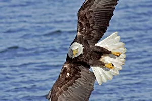 Images Dated 15th February 2006: USA, Alaska, Homer. Bald eagle diving above water
