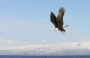 USA, Alaska, Homer. Bald eagle in flight with upbeat wingspread