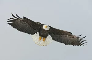 Images Dated 4th March 2006: USA, Alaska, Homer. Bald eagle flying with full wingspread