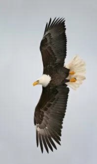 Images Dated 6th March 2006: USA, Alaska, Homer. Bald eagle flying with full wingspread
