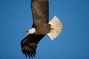 Images Dated 18th March 2005: USA, Alaska, Homer, Bald Eagle (Haliaeetus leucocephalus) in flight above Kachemak