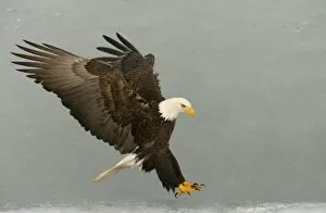 USA, Alaska, Homer. Bald eagle in landing posture. Credit as: Arthur Morris / Jaynes