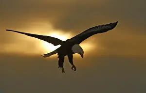 Talon Prints: USA, Alaska, Homer. Bald eagle in preparing to land silhouetted by sun and clouds